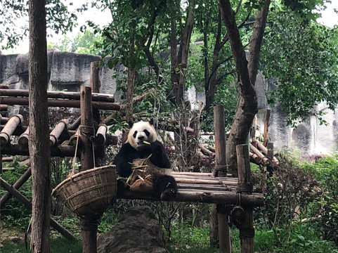 Panda China Go-成都必去景点