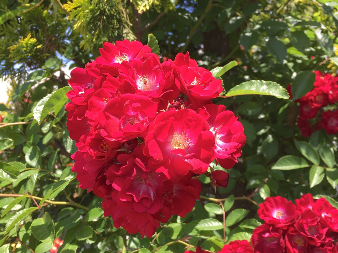 Yamaguchi Ube Airport Rose Garden-宇部市必去景点