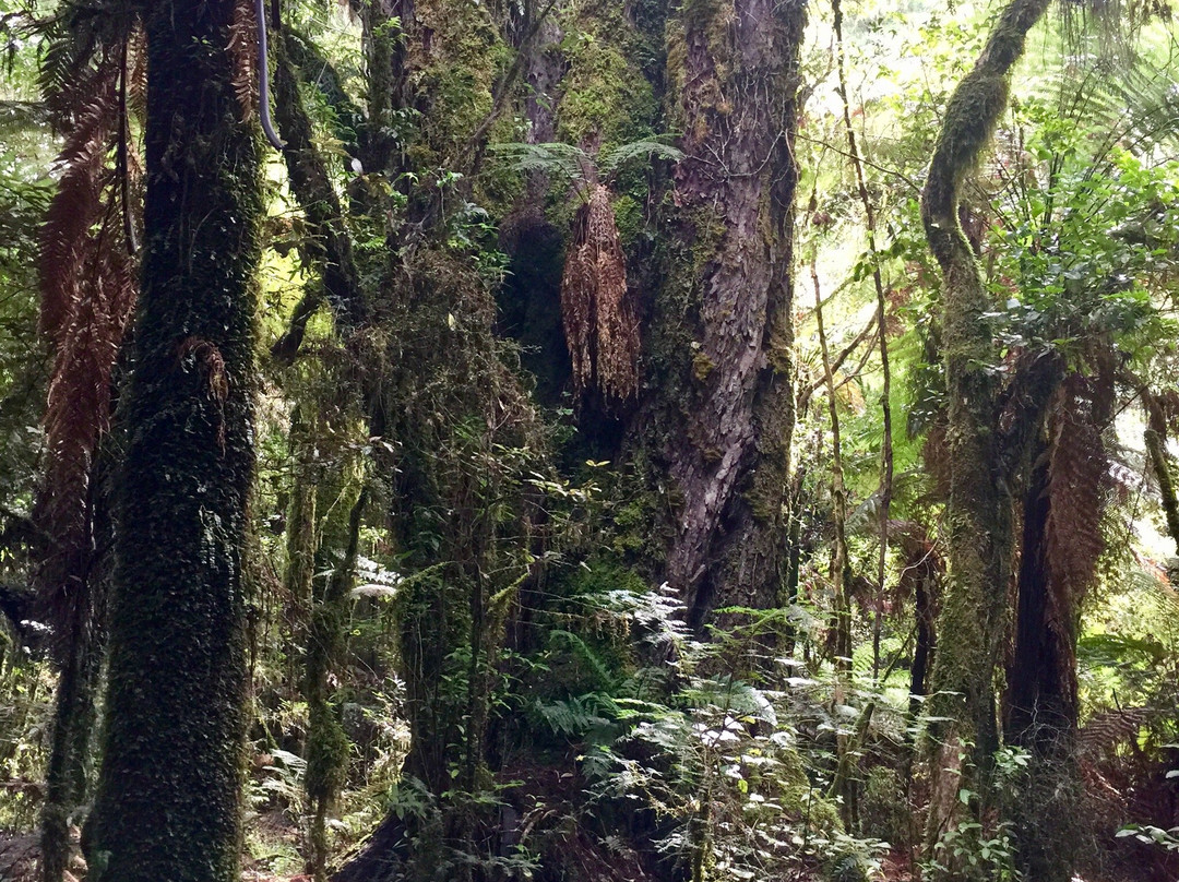 Pureora Forest Park景点图片
