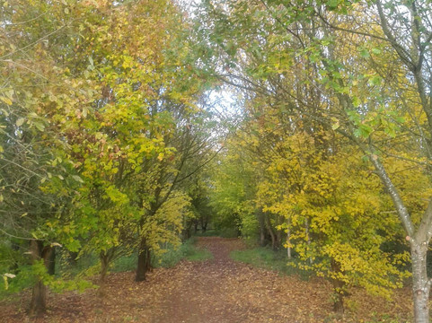 Island Pond Wood-Bicester必去景点
