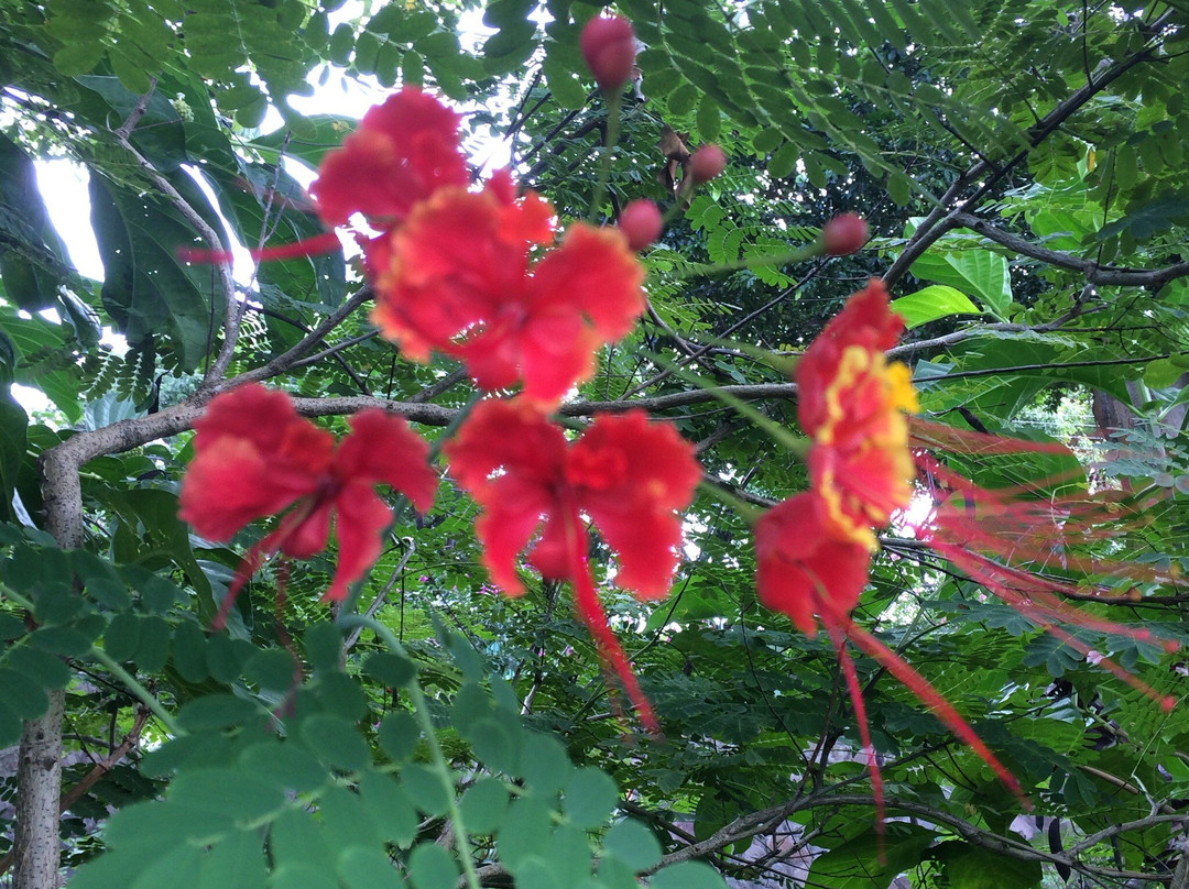 Montserrat National Trust-蒙特塞拉特必去景点