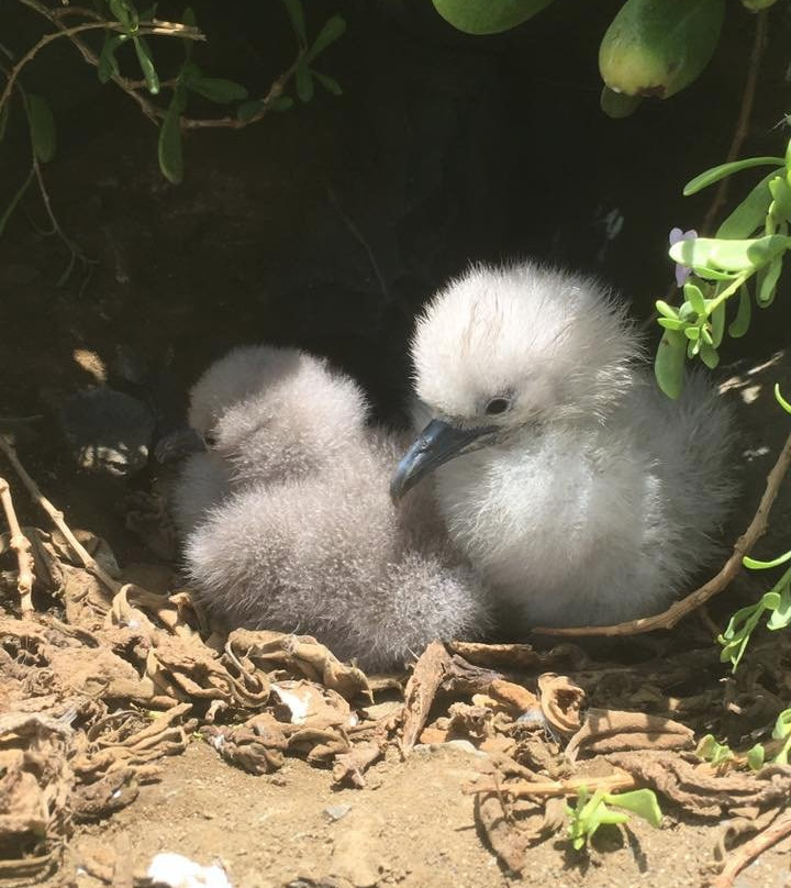 Sun & Salt Adventures Hawaii-科纳必去景点