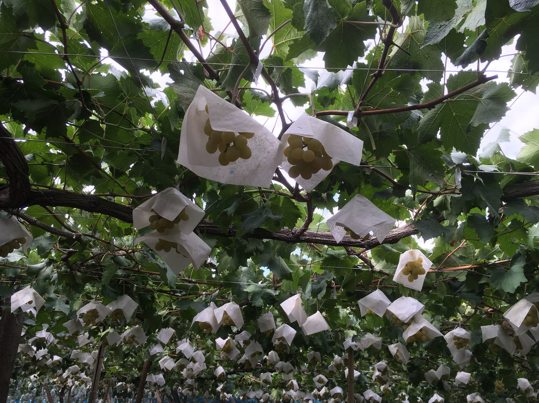 Asamaen Farm-笛吹市必去景点