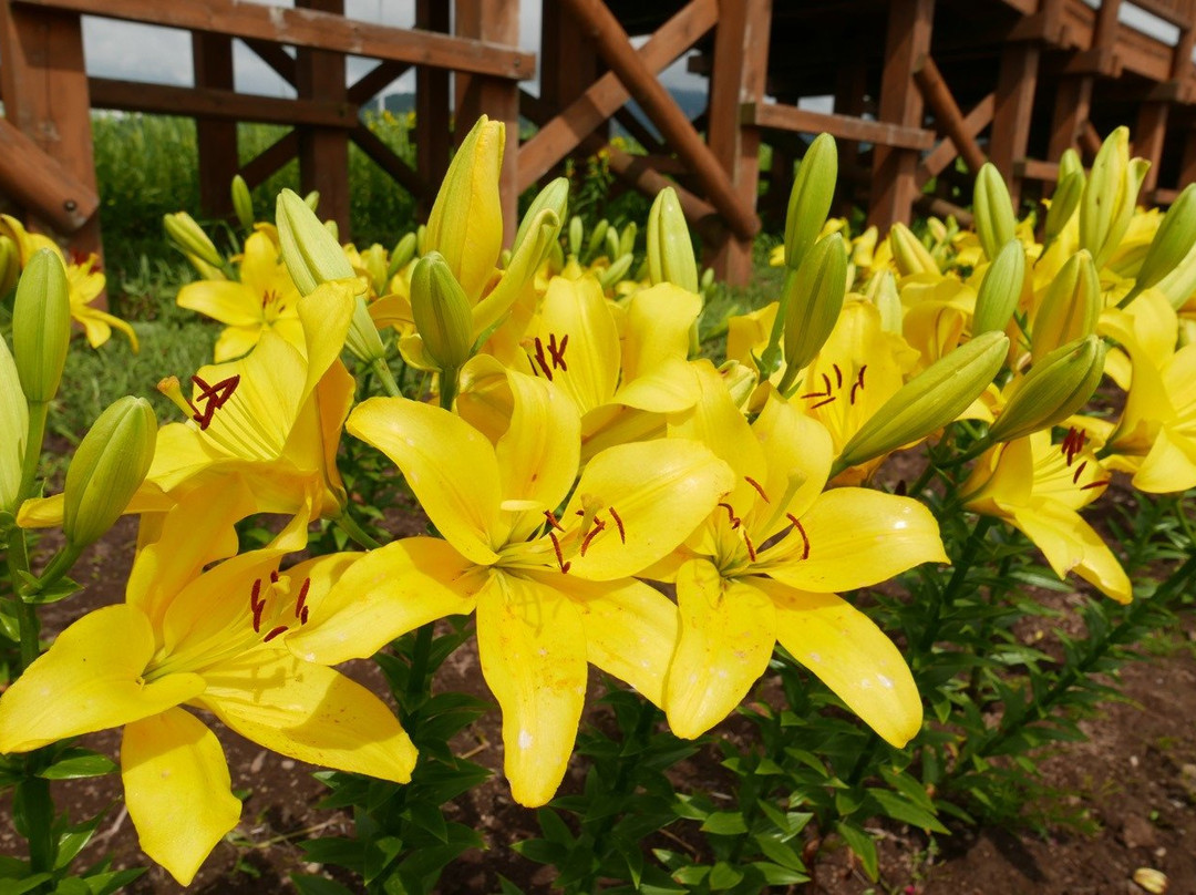Flower Parking景点图片