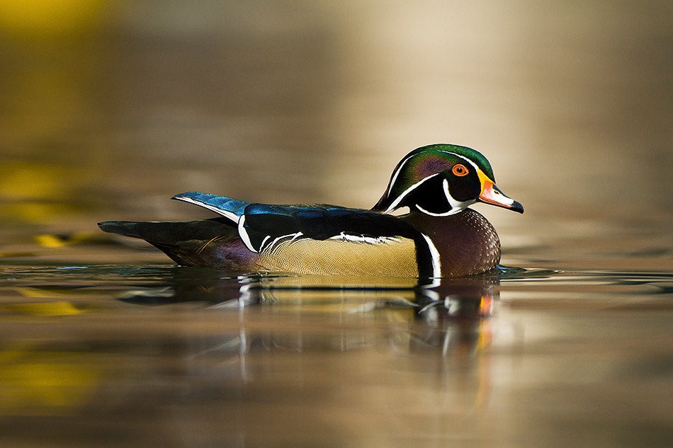 Birding Bob-纽约市必去景点