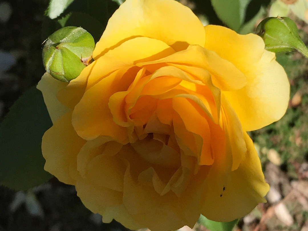 Rose Garden in Avery Park-科瓦利斯必去景点