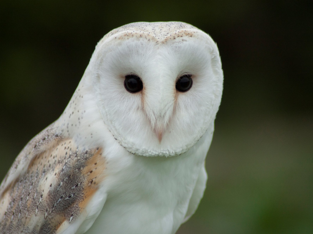 Speyside Falconry-Mulben必去景点