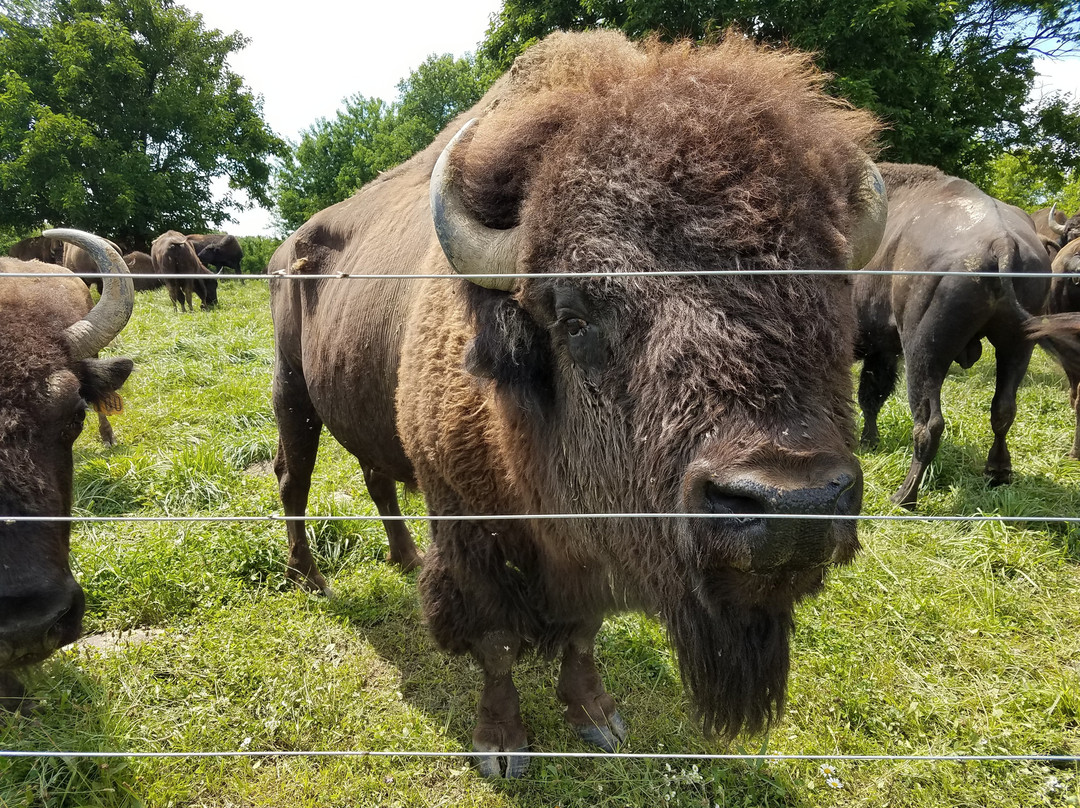 Boss Bison Ranch-Cadiz必去景点
