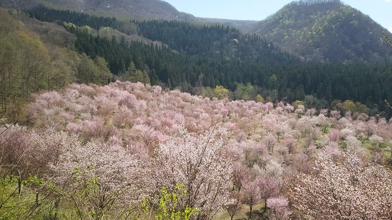 Sakura Pass-北盐原村必去景点