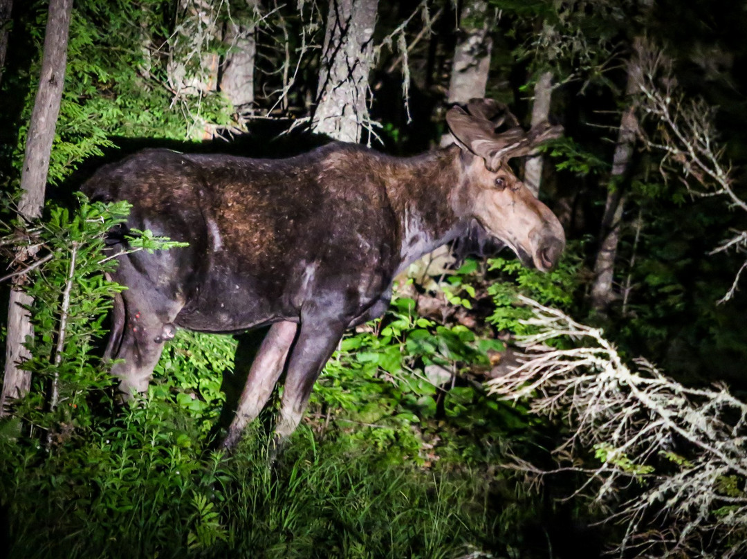 Gorham Moose Tours-Gorham必去景点