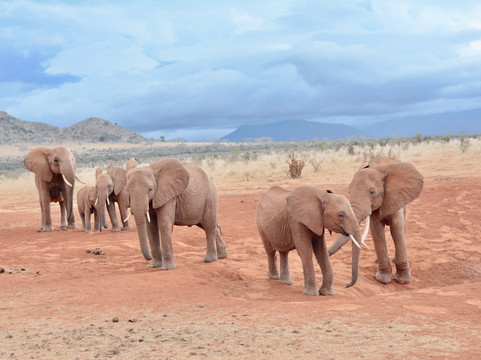 My Kenya Safari - Day Tours-蒙巴萨必去景点