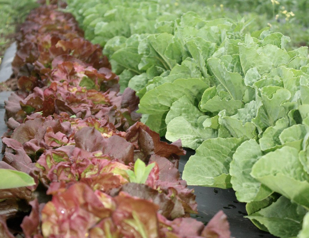 Coveyou Scenic Farm-皮托斯基必去景点