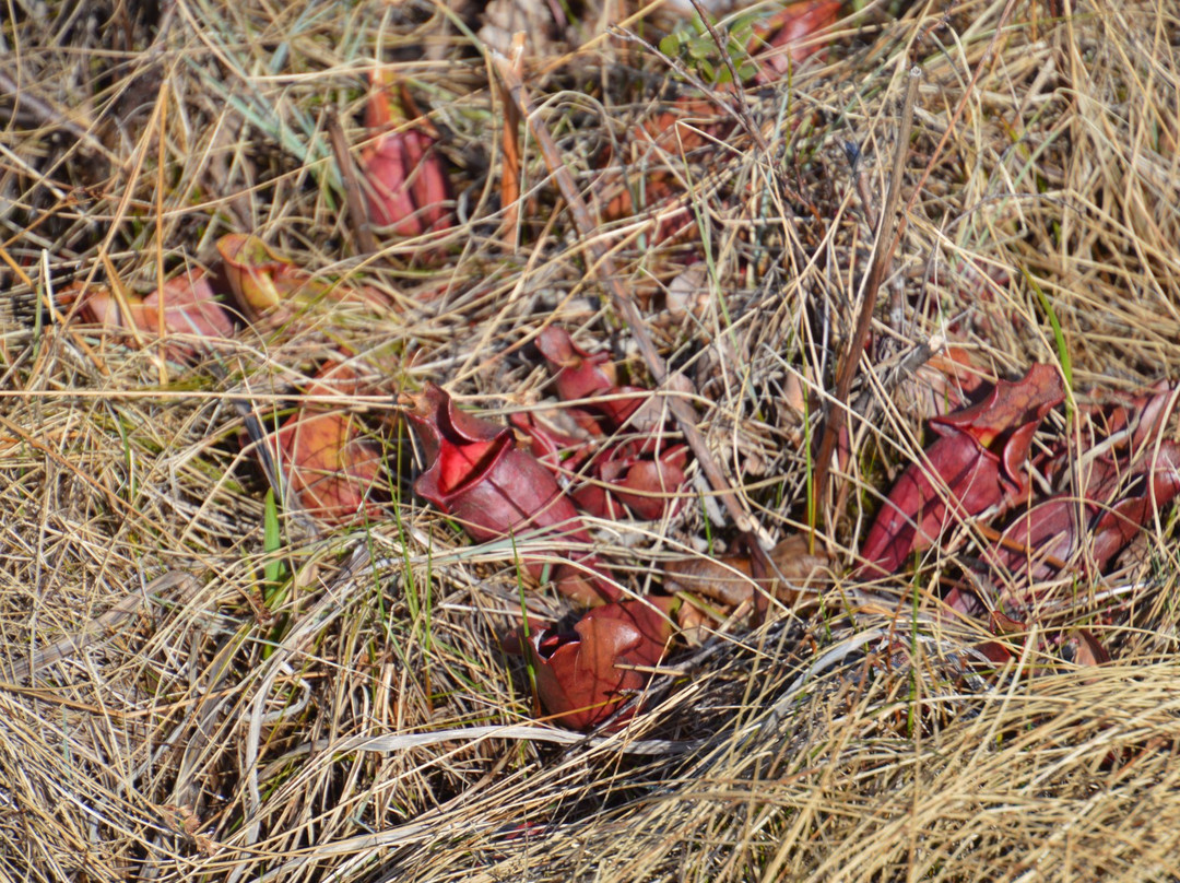 Berry Hill Pond Trail-Rocky Harbour必去景点