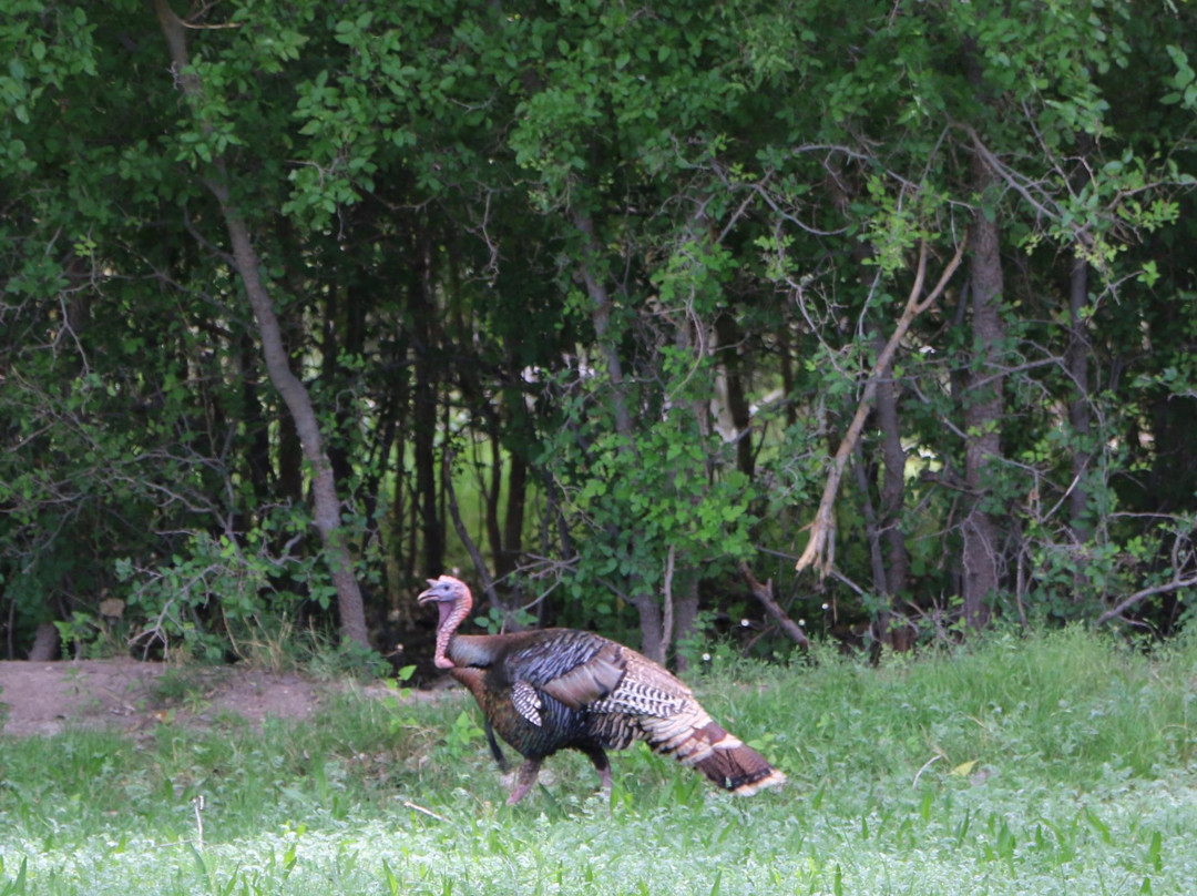 Rattlesnake Springs-卡尔斯巴德洞穴国家公园必去景点