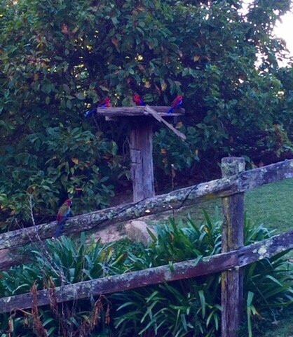Man from Kangaroo Valley Trail Ride-袋鼠谷必去景点