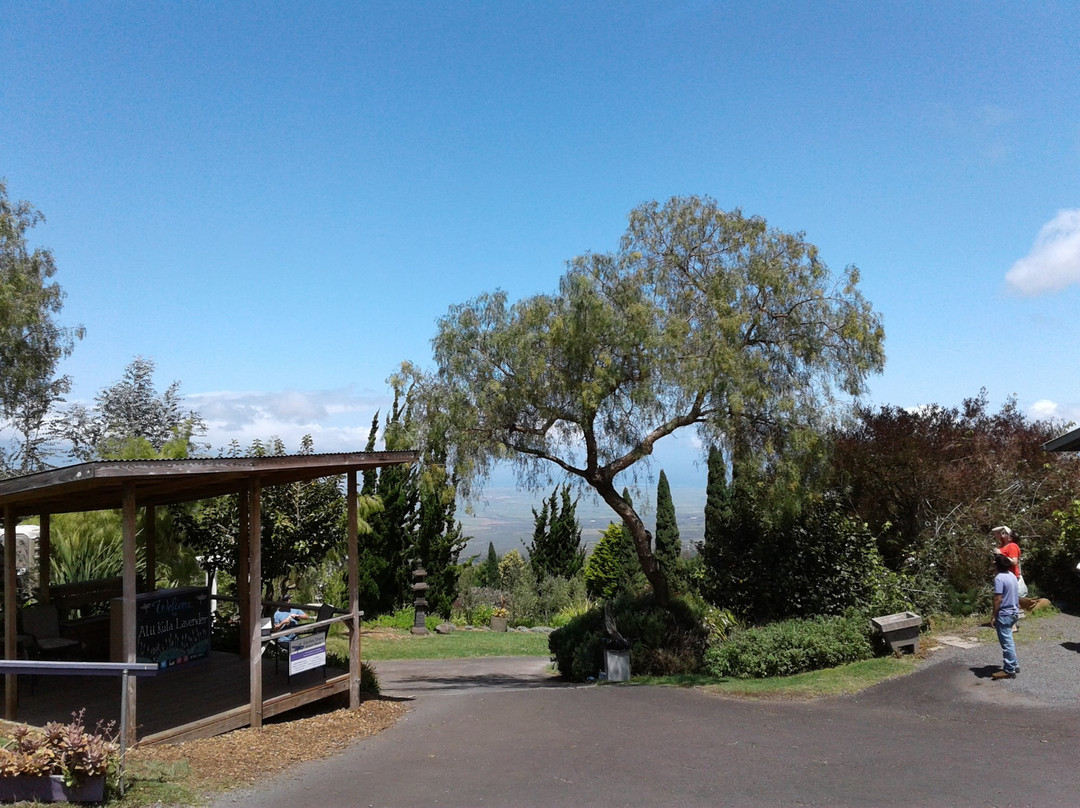 Taste of Maui Island Tours-卡胡卢伊必去景点