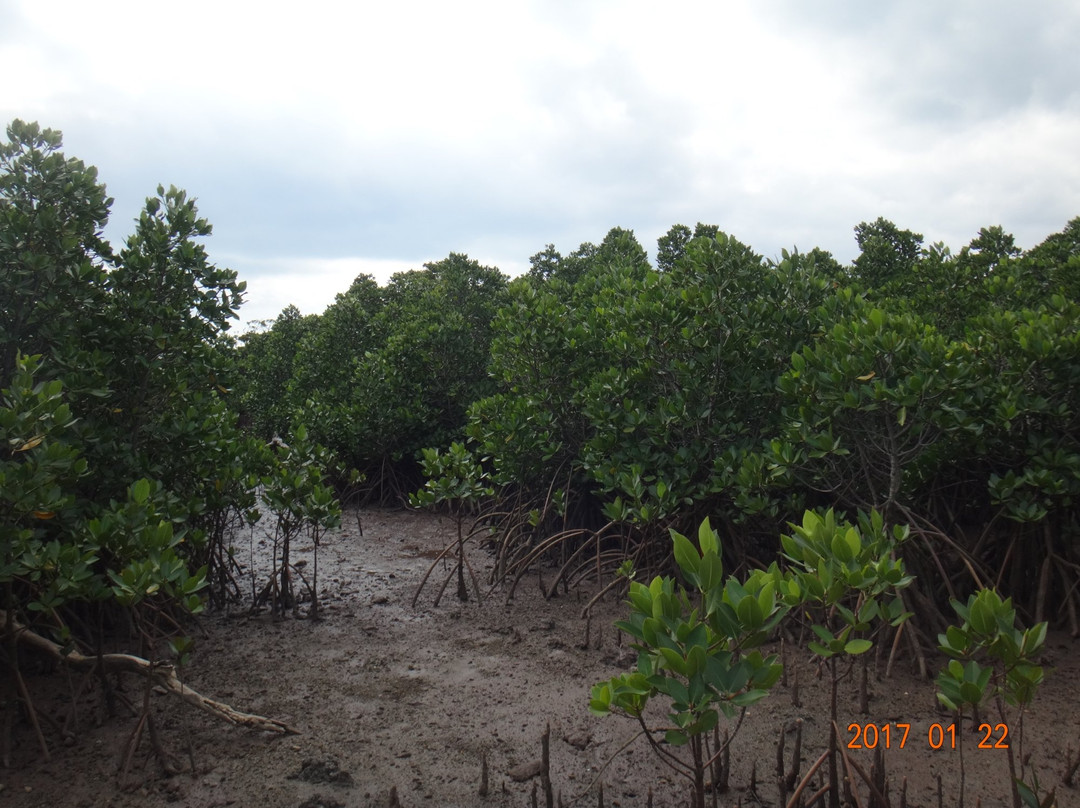 Mangrove at Ishinagata Beach景点图片