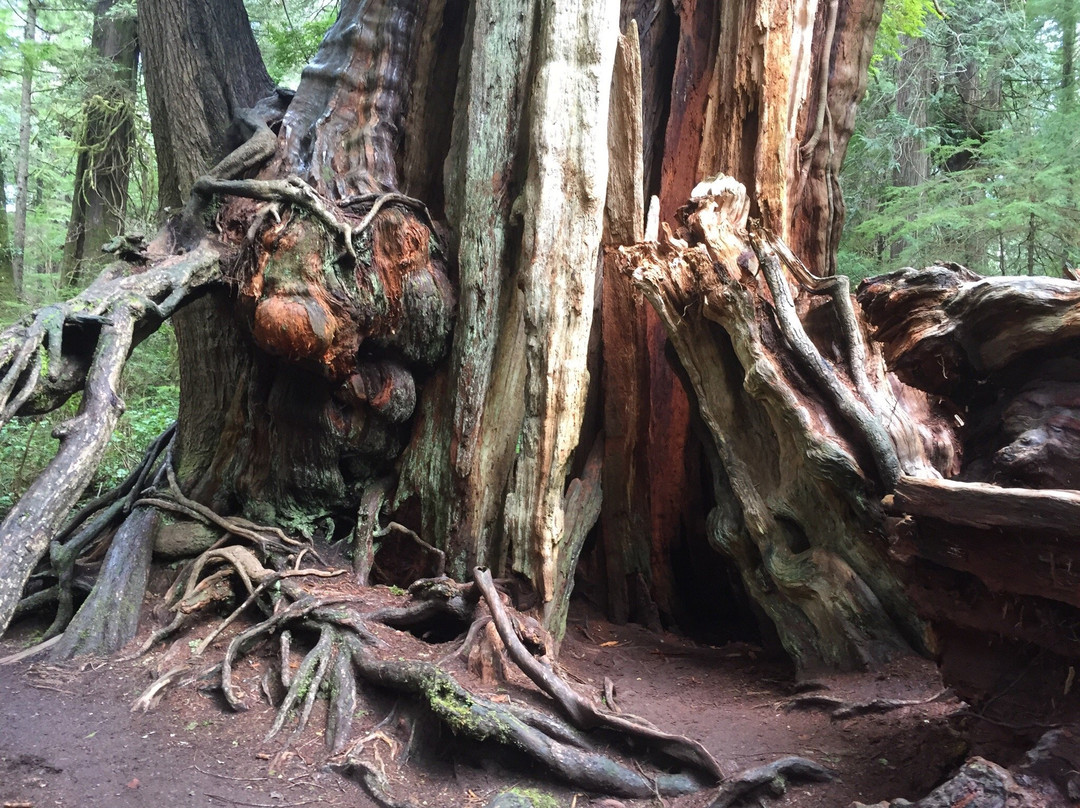 Quinault Big Cedar景点图片