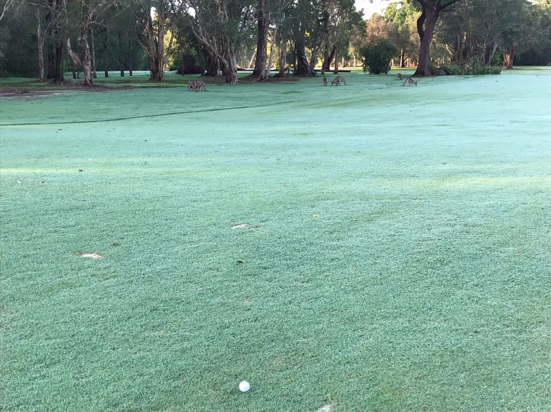 Tewantin-Noosa Golf Club景点图片