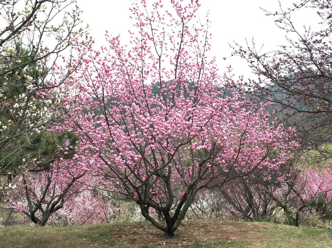 十梅庵公园-青岛市必去景点