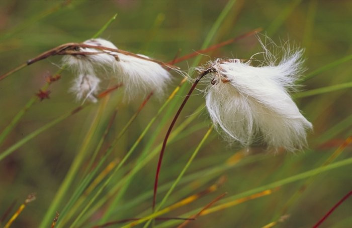 Blawhorn Moss National Nature Reserve-Bathgate必去景点