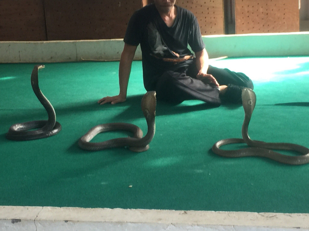 Phuket Bird Paradise-查龙必去景点