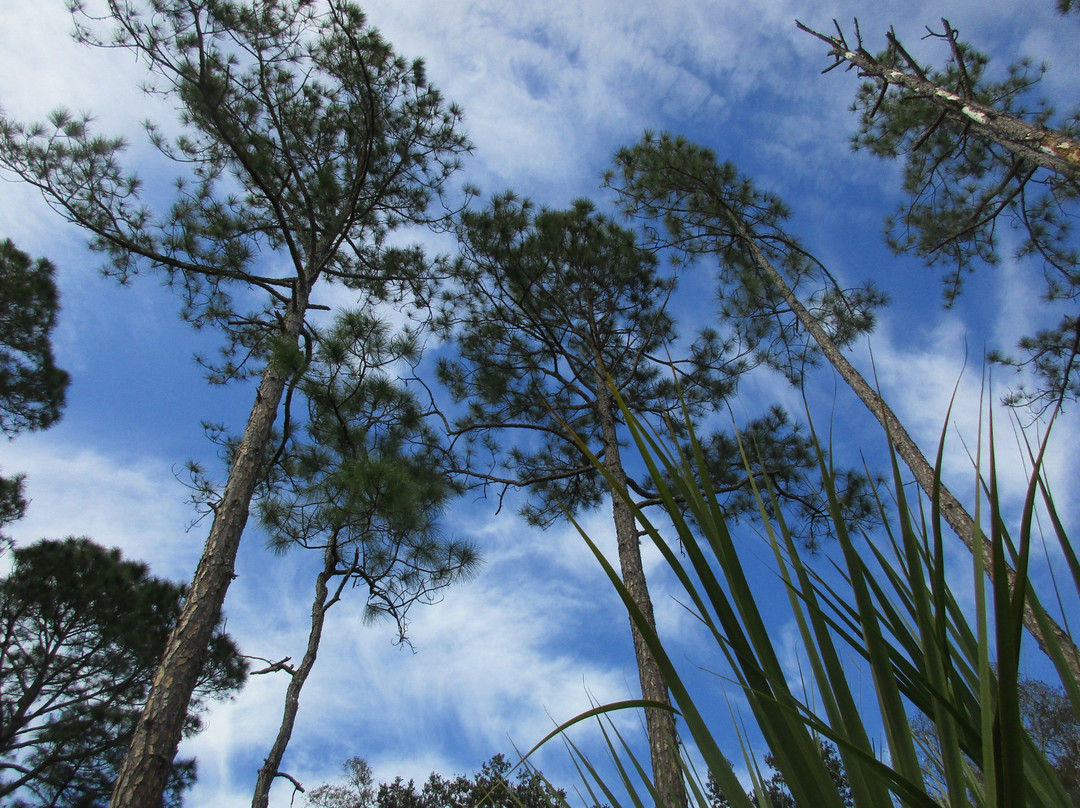 Crystal River Preserve State Park Eco-Walk-克里斯特尔里弗必去景点