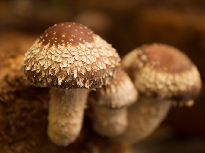 Sakurakinokoen-佐仓市必去景点