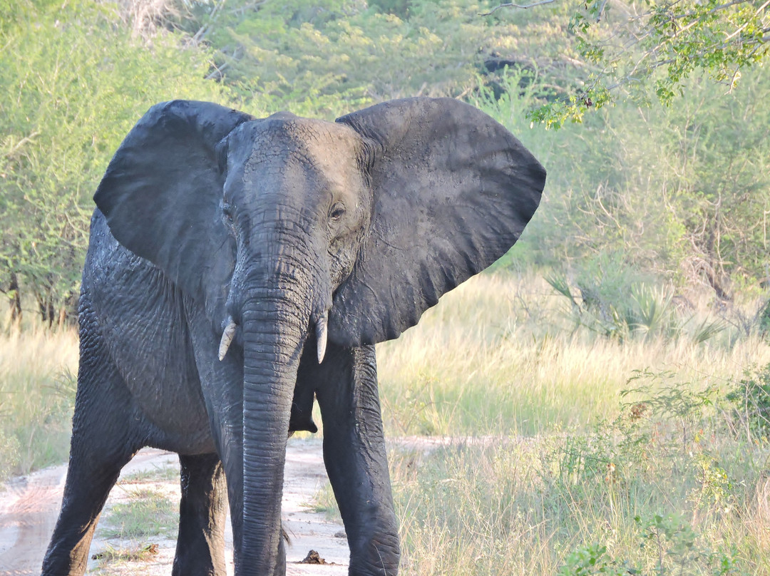 null-Saadani National Park