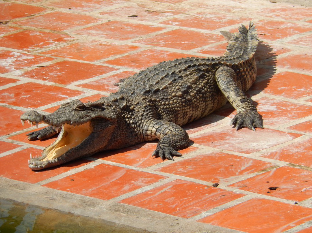 Blue Sky Crocodile Land (Long Xuyen Crocodile)-Long Xuyen必去景点