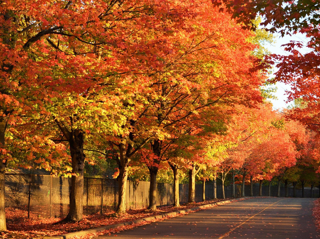 伦顿旅游攻略图片