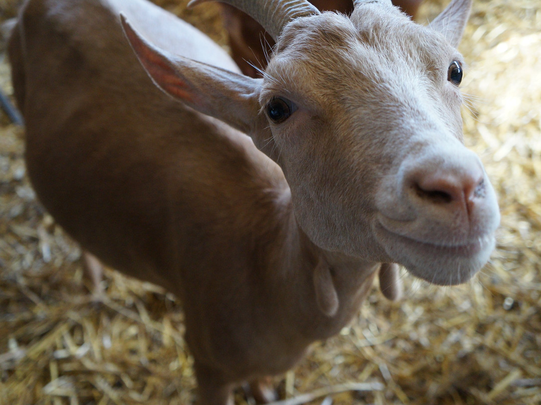Escursioni e Trekking Dolceluna-San Priamo必去景点
