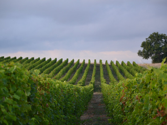 Domaine de Bois Mozé-Coutures必去景点