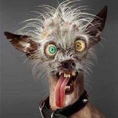 Auberge aux Croissants