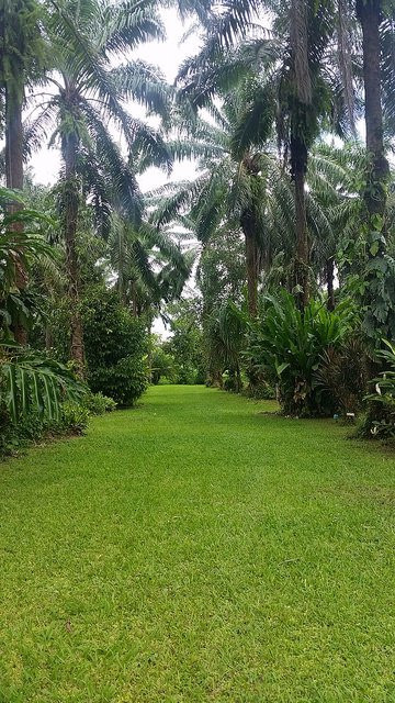 Paradise Tropical Gardens景点图片
