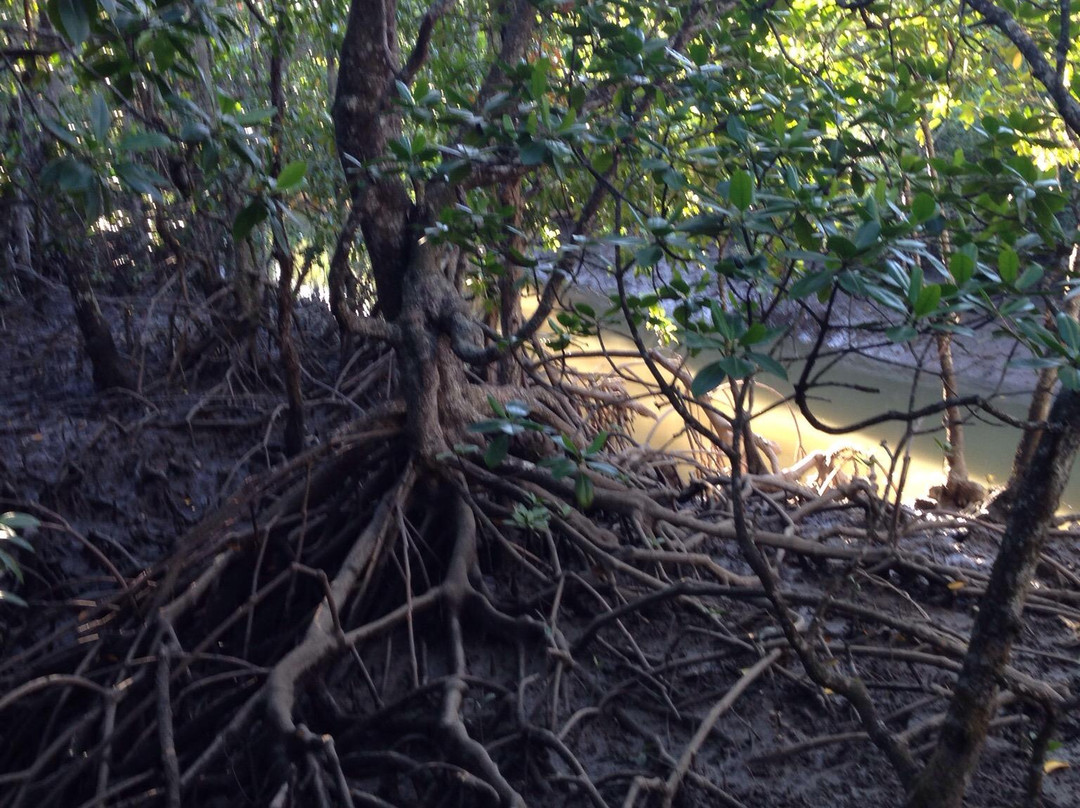 The Jack Barnes Bicentennial Mangrove Boardwalk-爱罗格伦必去景点