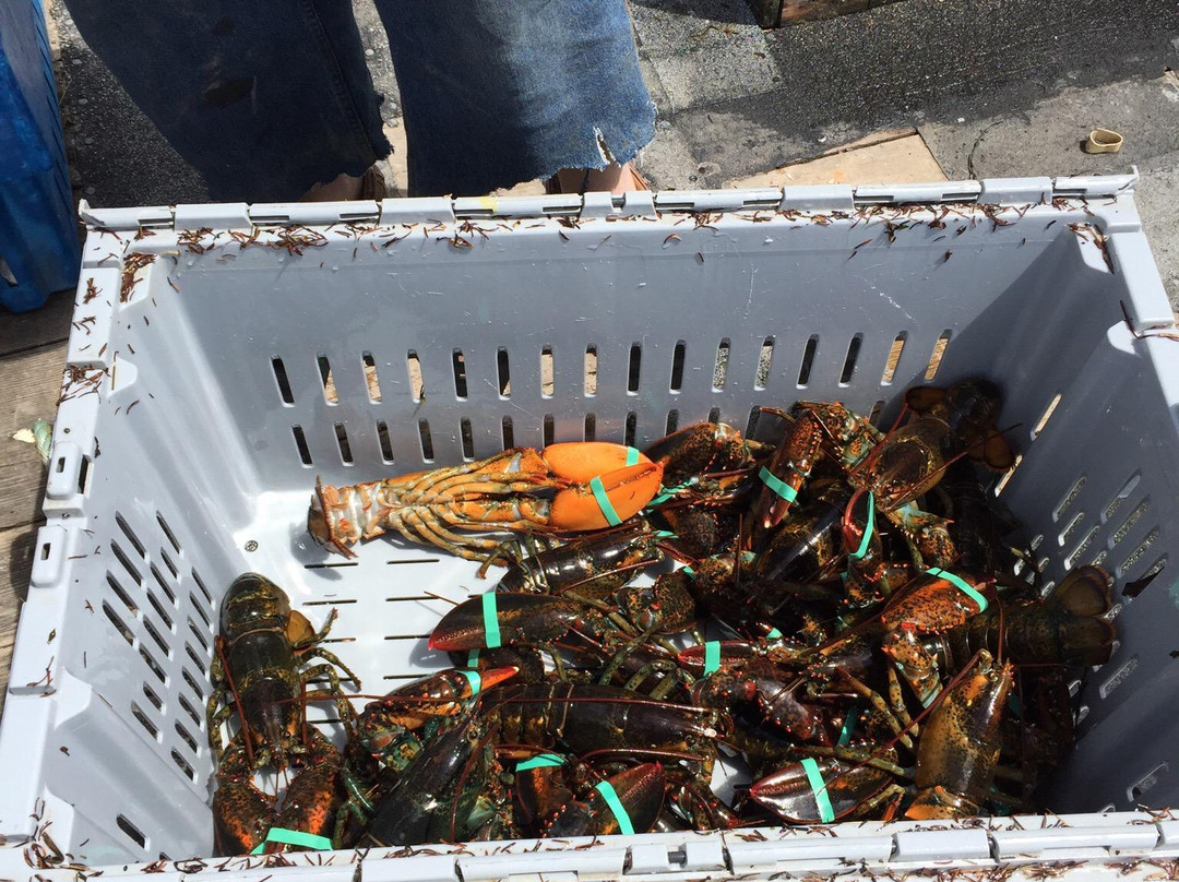 Stonington Lobster CO-OP景点图片