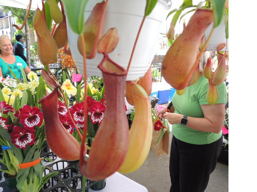 TD Saturday Market-格林维尔必去景点