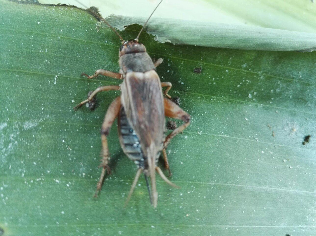 Thien An Cricket Farm