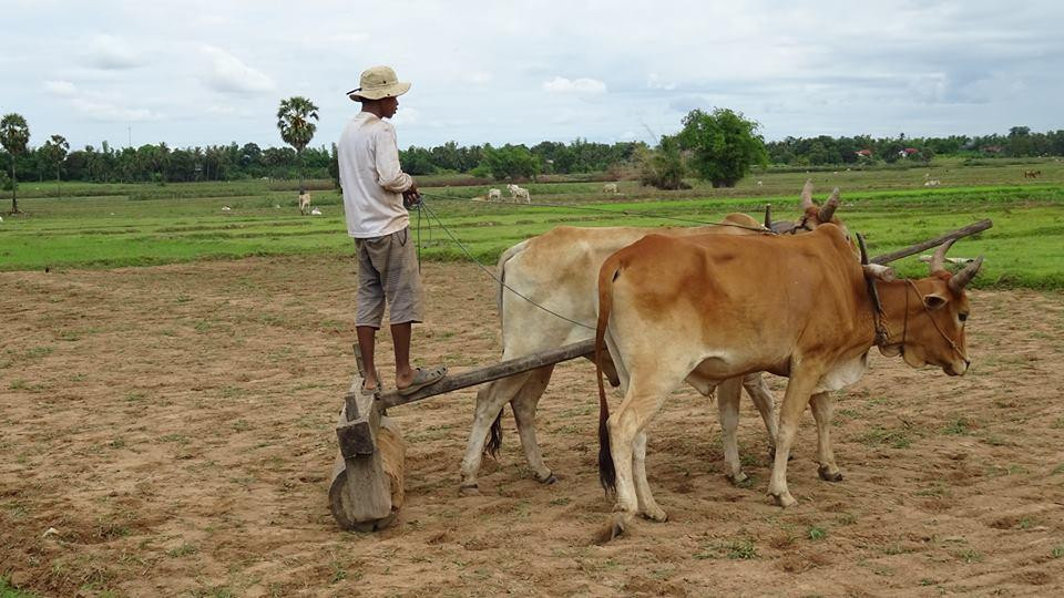 Green Kratie Tours - Day Tours-Kratie必去景点