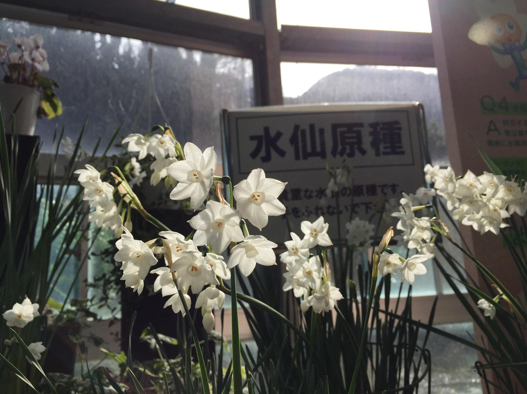 Echizen Suisen no Sato Park景点图片