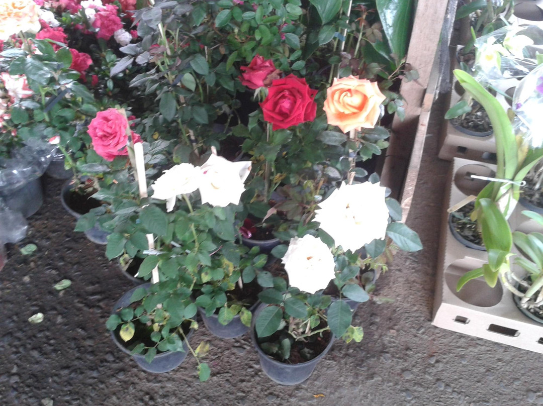 CEAGESP Sorocaba-索罗卡巴必去景点