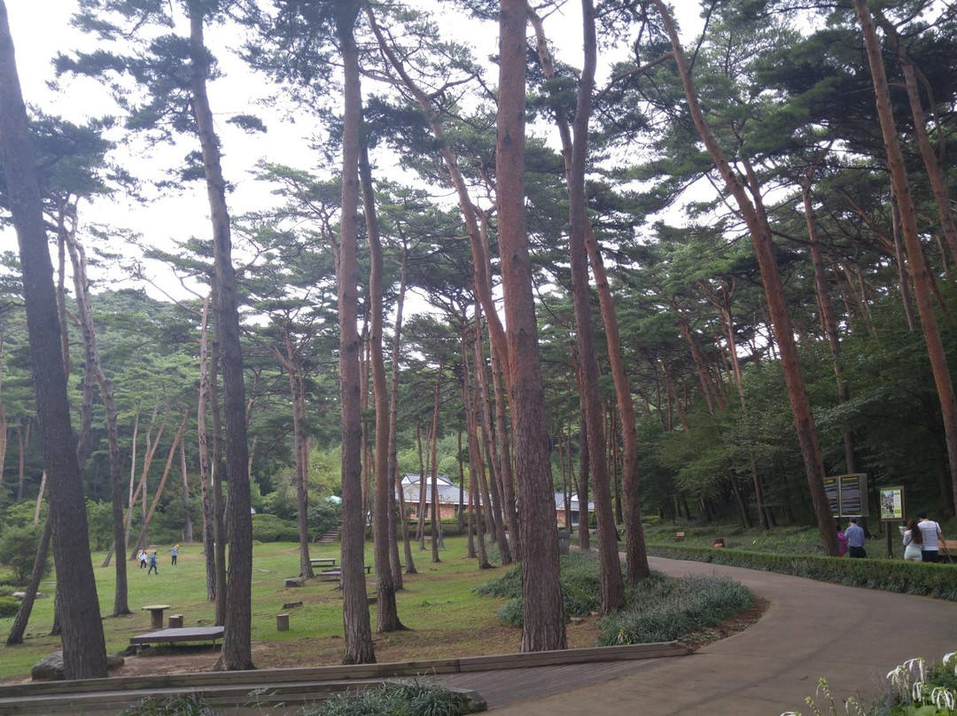 Anmyeondo Island Recreational Forest-泰安郡必去景点