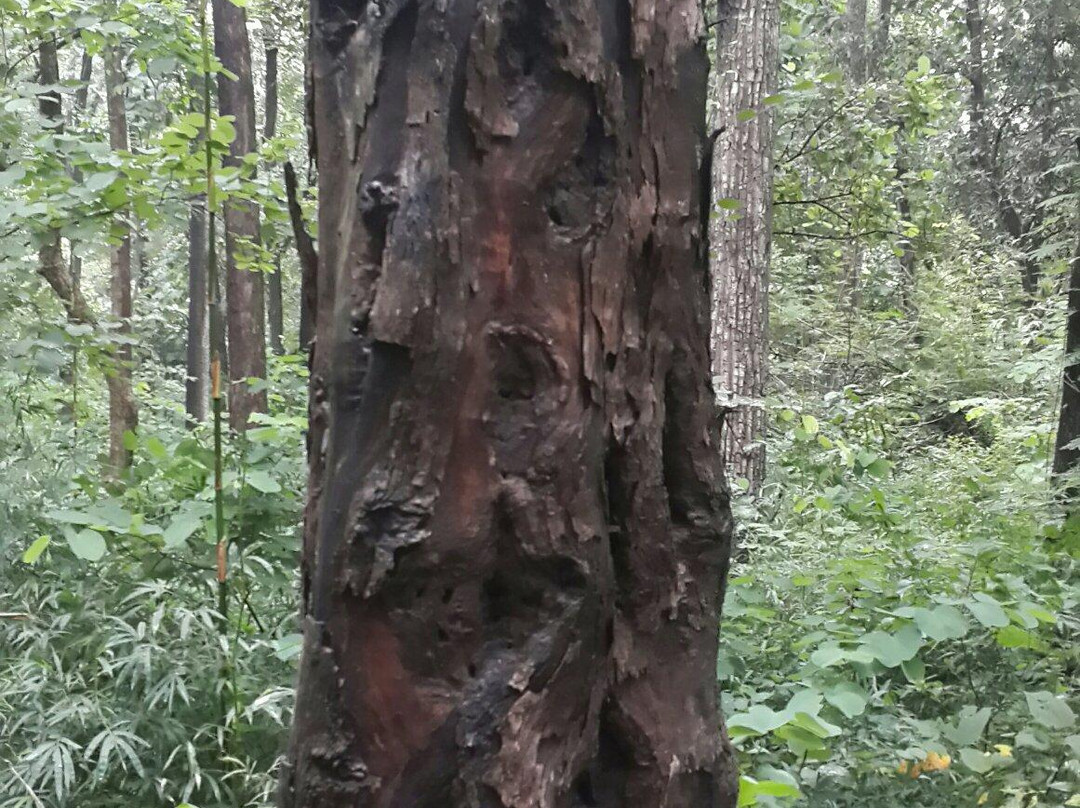 Waghai Botanical Garden景点图片