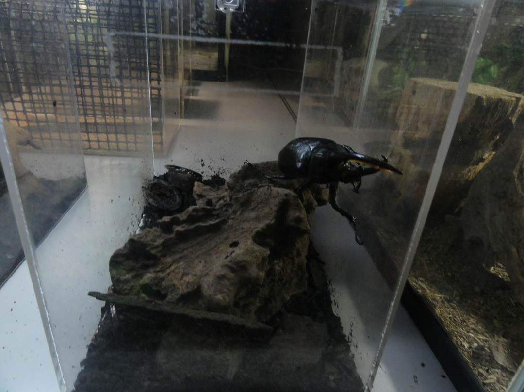 Kasumigaura Aquarium景点图片