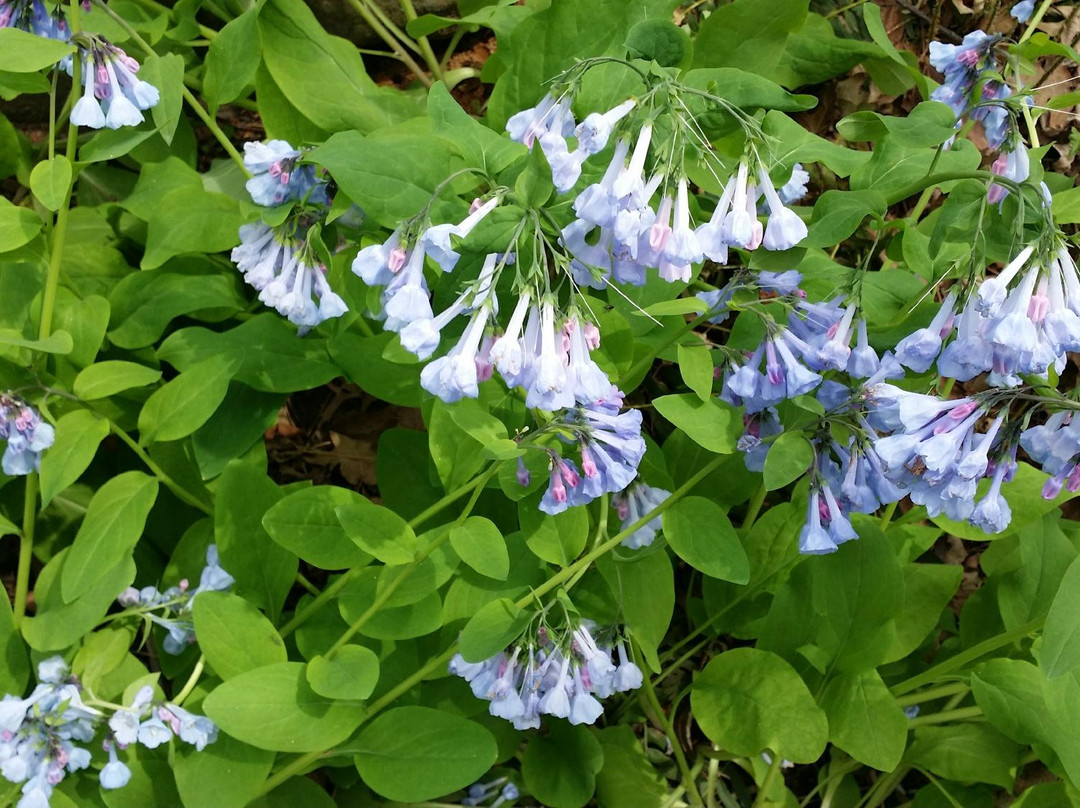 Helen Avalynne Tawes Garden-安纳波利斯必去景点