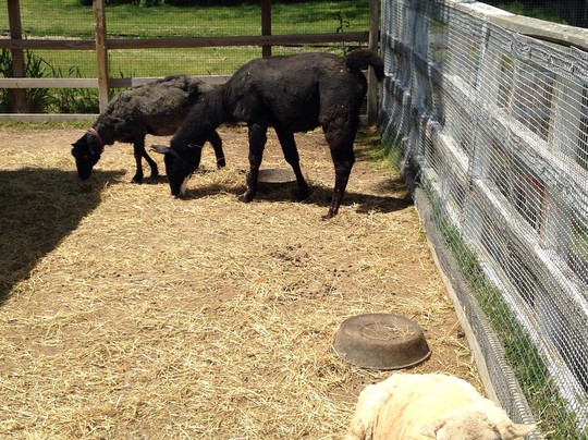 The Lambs Farm-Libertyville必去景点