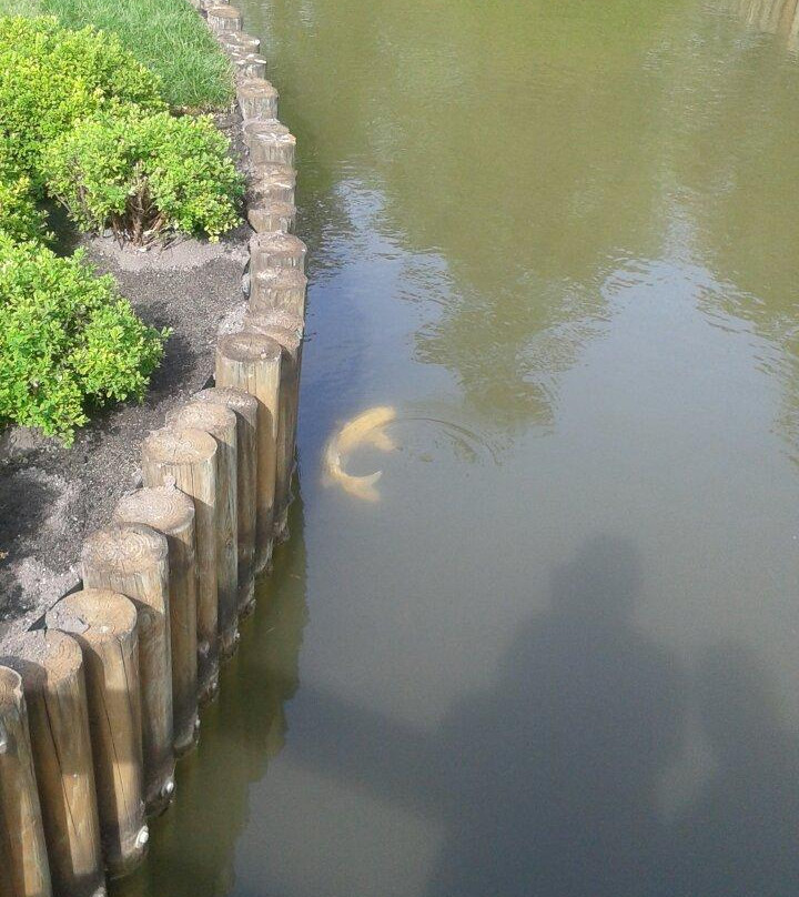 Normandale Japanese Garden-布卢明顿必去景点