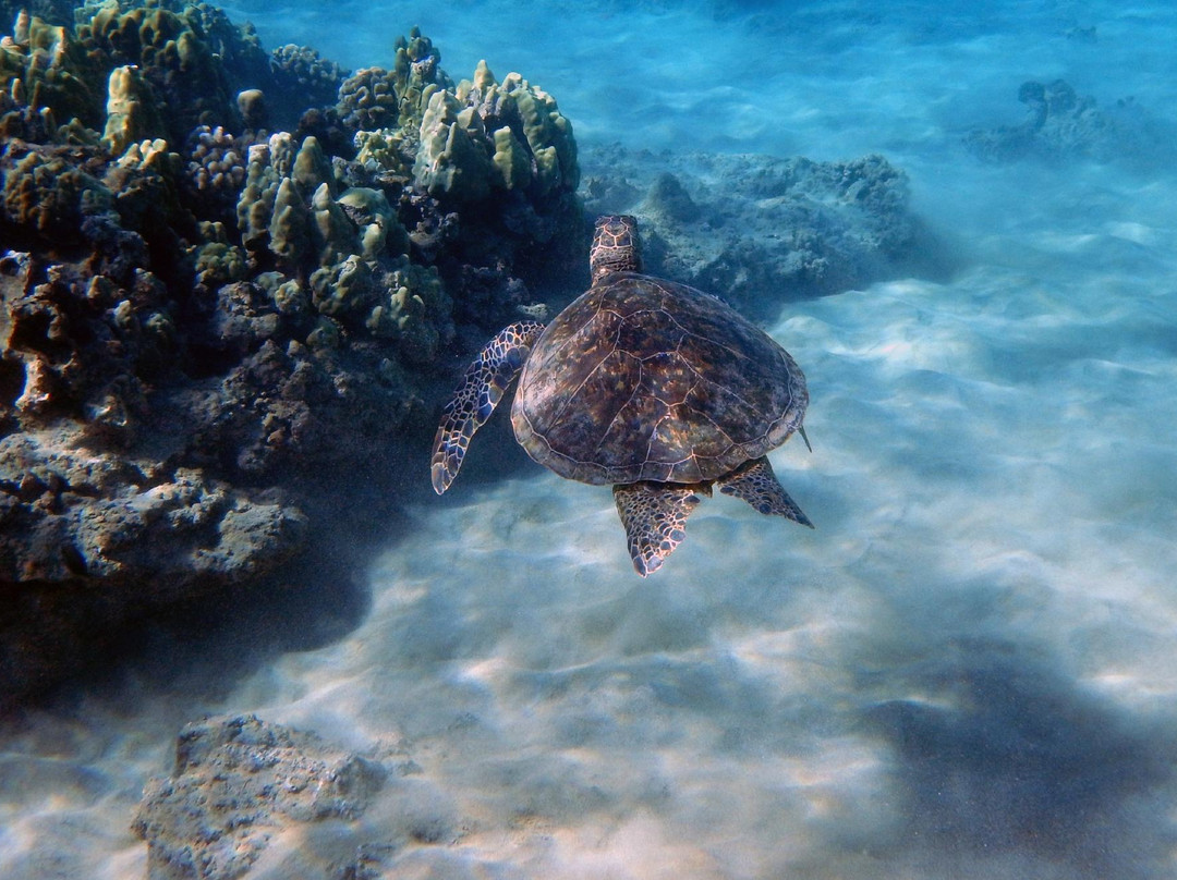 Boss Frog's Snorkel Rentals - Kaanapali-Napili-Honokowai必去景点