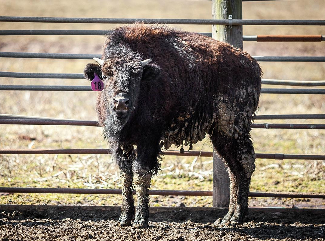 Readington River Buffalo Farm景点图片